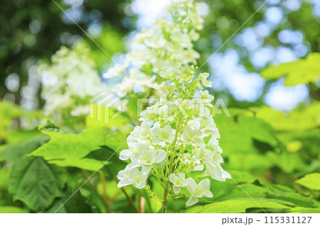花の文化園　満開のあじさい園 115331127