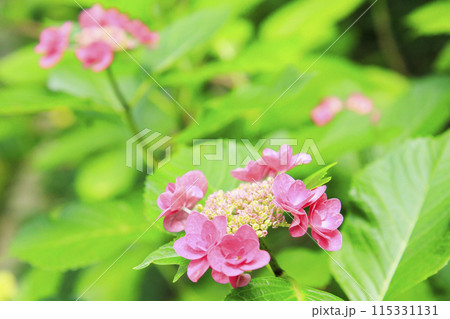 花の文化園 満開のあじさい園 花の文化園 満開のあじさい園 115331131