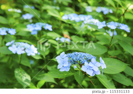 花の文化園　満開のあじさい園 115331133