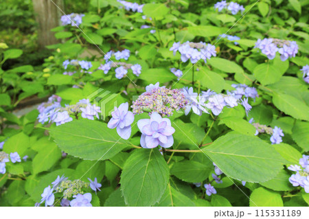 花の文化園　満開のあじさい園 115331189