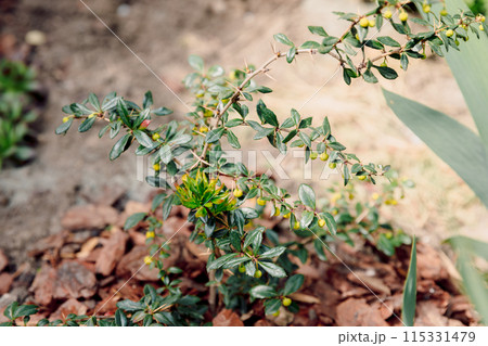 Berberis darwinii, young evergreen plant in summer garden Berberis darwinii, young evergreen plant in summer garden 115331479