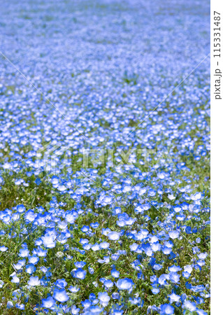 茨城県ひたちなか市　ひたち海浜公園のネモフィラ 115331487