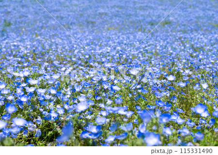 茨城県ひたちなか市 ひたち海浜公園のネモフィラ 茨城県ひたちなか市 ひたち海浜公園のネモフィラ 115331490