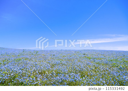 茨城県ひたちなか市　ひたち海浜公園のネモフィラ 115331492