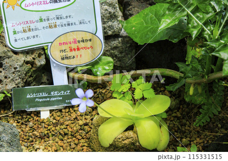 花の文化園　　大温室の植物 115331515