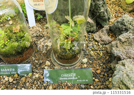 花の文化園　　大温室の植物 115331516