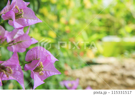 花の文化園  大温室の植物 花の文化園  大温室の植物 115331517