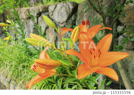 花の文化園　　満開のゆり 115331556