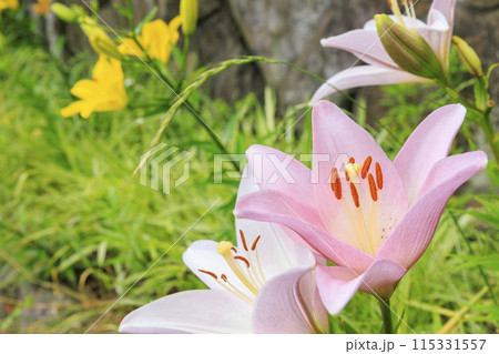 花の文化園　　満開のゆり 115331557