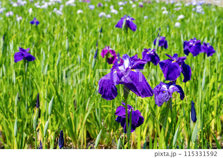 神奈川県小田原市 小田原城の花菖蒲 神奈川県小田原市 小田原城の花菖蒲 115331592