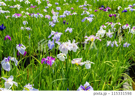 神奈川県小田原市　小田原城の花菖蒲 115331598
