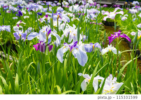 神奈川県小田原市 小田原城の花菖蒲 神奈川県小田原市 小田原城の花菖蒲 115331599