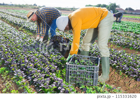 Farm workers picking leafy greens on field 115331620
