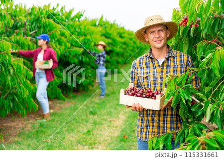 Farmer standing in orchard while harvesting sweet cherries 115331661