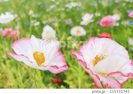 花の文化園　満開の初夏の花々 115331745