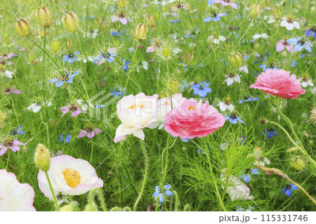 花の文化園　満開の初夏の花々 115331746