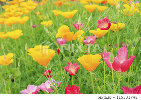 花の文化園　満開の初夏の花々 115331748