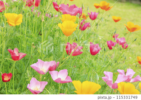 花の文化園 満開の初夏の花々 花の文化園 満開の初夏の花々 115331749