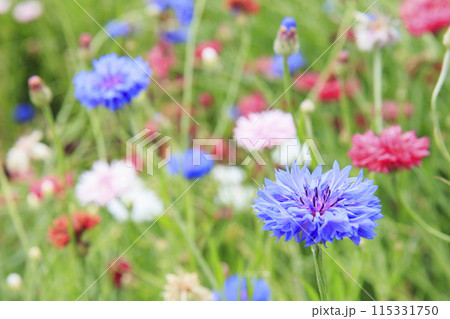 花の文化園　満開の初夏の花々 115331750