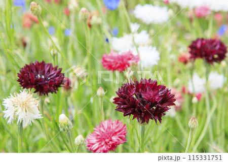 花の文化園 満開の初夏の花々 花の文化園 満開の初夏の花々 115331751
