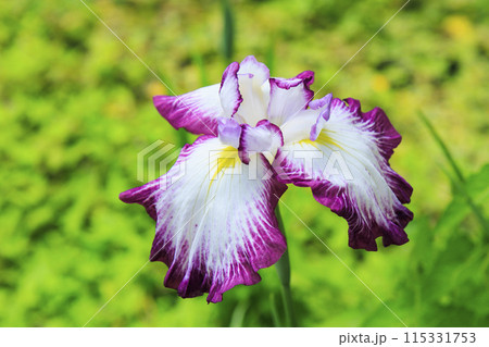 花の文化園　満開の初夏の花々 115331753