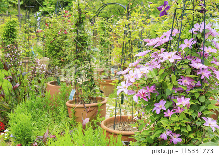 花の文化園 満開の初夏の花々 花の文化園 満開の初夏の花々 115331773