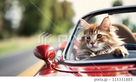 スポーツカーを運転する猫 スポーツカーを運転する猫 115331883