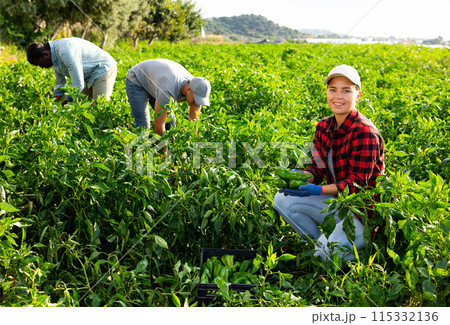 Woman harvesting green bell peppers in farmer field 115332136