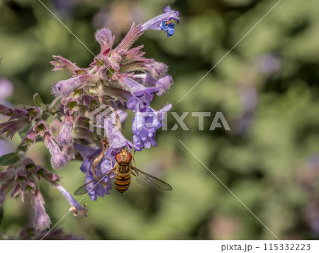 Catmint flowering plant 115332223
