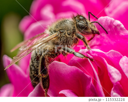 Bee pollinating peony flower 115332228