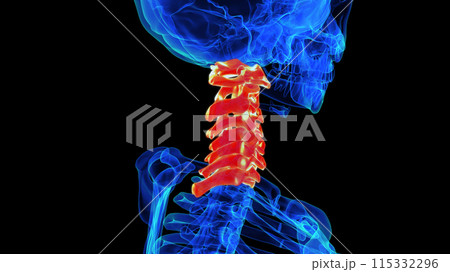 Cervical vertebrae anatomy for medical concept 3D rendering 115332296