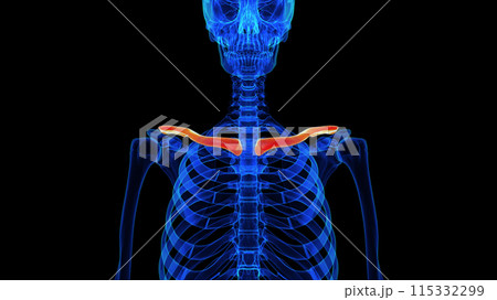 Clavicle bone anatomy for medical concept 3D rendering 115332299