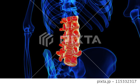 Lumbar vertebrae anatomy for medical concept 3D rendering Lumbar vertebrae anatomy for medical concept 3D rendering 115332317