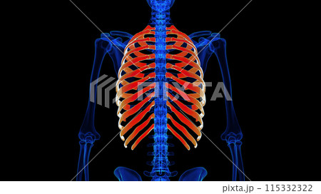 Human skeleton rib cage anatomy 3D rendering for medical concept Human skeleton rib cage anatomy 3D rendering for medical concept 115332322