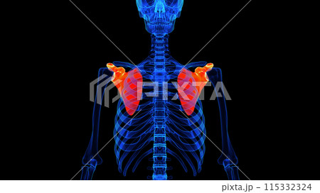 Scapula bone anatomy for medical concept 3D rendering 115332324