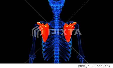 Scapula bone anatomy for medical concept 3D rendering 115332325