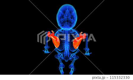 Scapula bone anatomy for medical concept 3D rendering 115332330