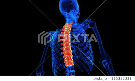 Thoracic vertebrae anatomy 3D rendering for medical concept 115332331