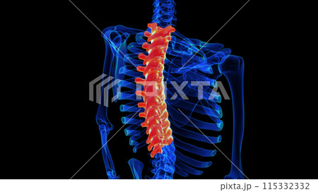 Thoracic vertebrae anatomy 3D rendering for...のイラスト素材 [115332332] - PIXTA