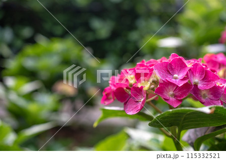 カジュアル 無造作 無頓着 115332521