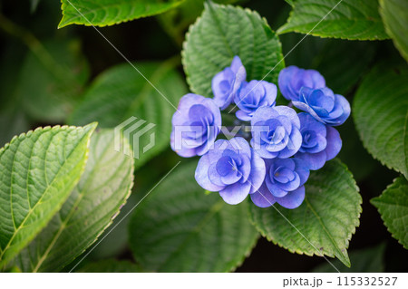 カジュアル 無造作 無頓着 115332527