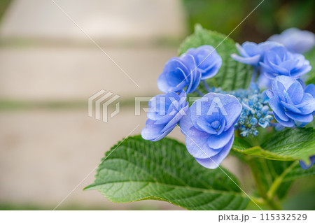 カジュアル 無造作 無頓着 115332529