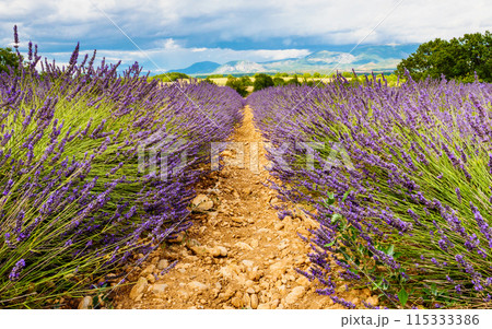 Provence landscape with lavender fields, France 115333386