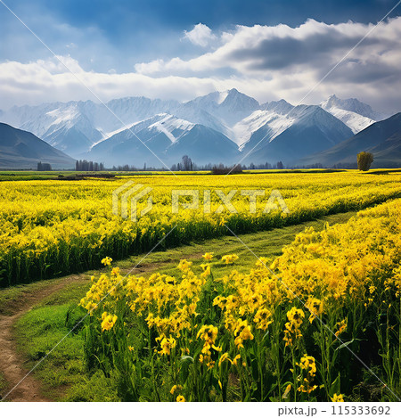 Nature's Contrasts: Serene Mustard Fields against Snowy Kashmir Mountains 115333692