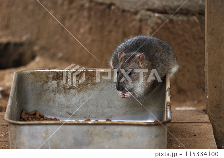 エサを両手に持ち食べるネズミ 115334100