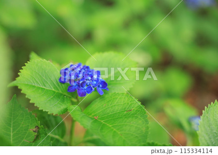 紫陽花 115334114