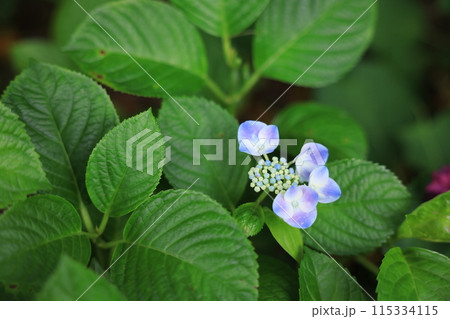 紫陽花 115334115