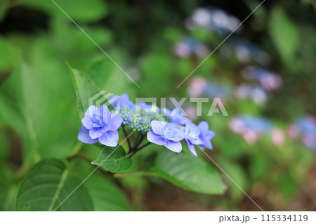 紫陽花 紫陽花 115334119