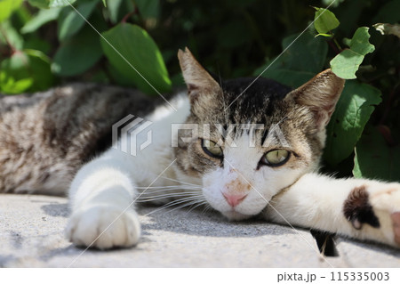 ひと休み ひと休み 115335003