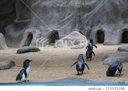 コガタペンギンが並んで歩いたり自由に立ち止まっている水族館の風景 115335206